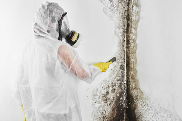 Professional Mold Removal in Snow Hill, MD