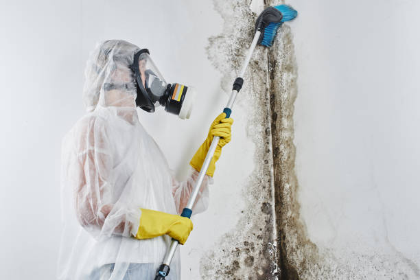 Best Mold Damage Repair  in Snow Hill, MD