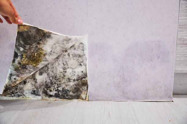 Best Commercial Mold Removal  in Snow Hill, MD